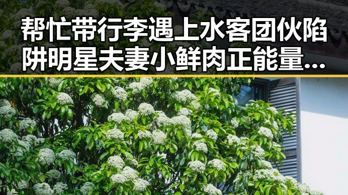 帮忙带行李遇上水客团伙陷阱明星夫妻小鲜肉正能量反转